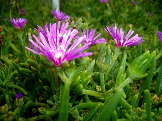 Delosperma lydenburgense