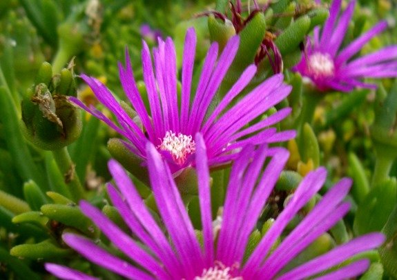 Delosperma lydenburgense flowers