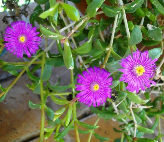 Delosperma pondoense