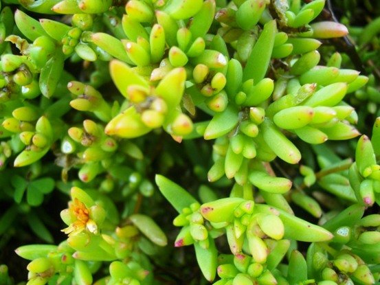 Delosperma rileyi