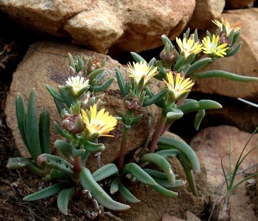 Delosperma leendertziae erect inflorescences