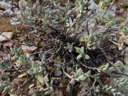 Delosperma calitzdorpense