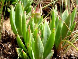 Delosperma carolinense leaves