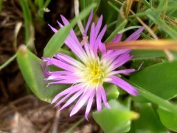 Delosperma carolinense flower