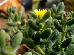 Delosperma echinatum