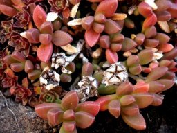 Delosperma lavisiae fruit capsules in Lesotho