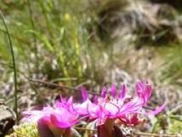 Delosperma lavisiae unusually incurved petals