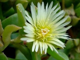 Delosperma lebomboense flower