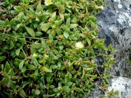 Delosperma lebomboense