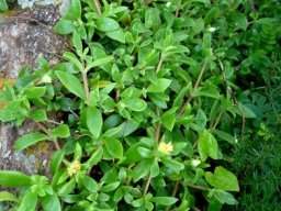 Delosperma lebomboense leaves