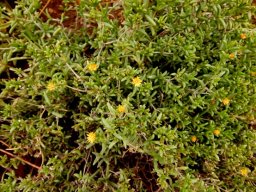 Delosperma leendertziae