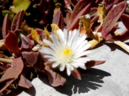 Delosperma litorale flower