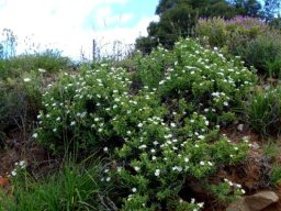 Delosperma peersii