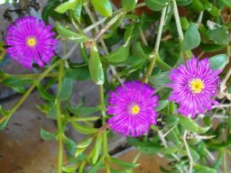 Delosperma pondoense