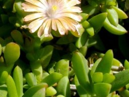 Delosperma prasinum flower