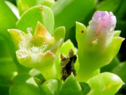Delosperma saxicola floral stages