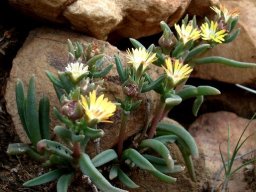 Delosperma leendertziae erect inflorescences