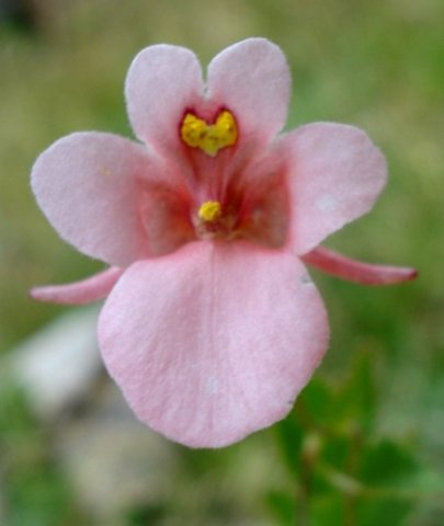 Diascia cordata flower with diverging spurs