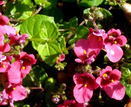 Diascia mollis flowers and leaves