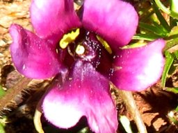 Diascia diffusa flower