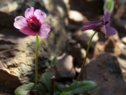 Diascia hexensis