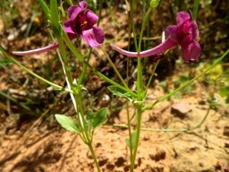 Diascia whiteheadii