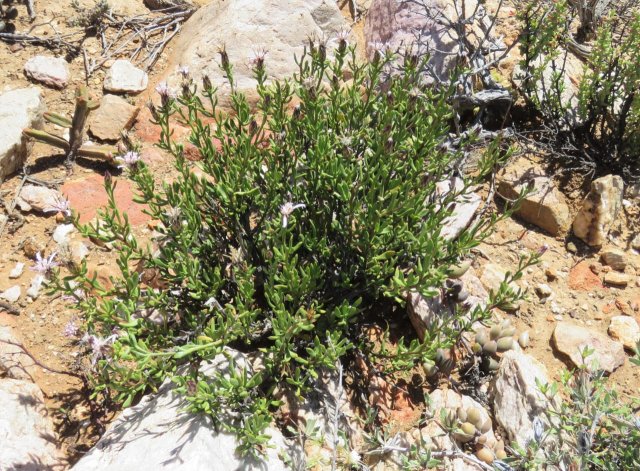 Dicoma fruticosa