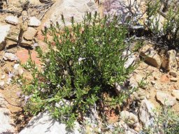 Dicoma fruticosa