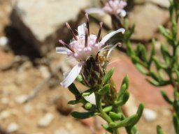 Dicoma fruticosa flowerhead