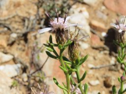 Dicoma fruticosa flowering