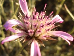 Dicoma picta flowerhead
