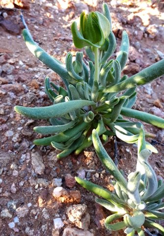 Didelta carnosa var. carnosa leaves