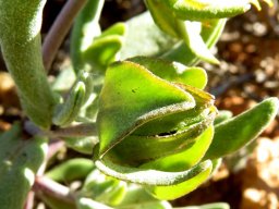 Didelta carnosa var. carnosa bracts around a bud