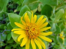 Didelta spinosa