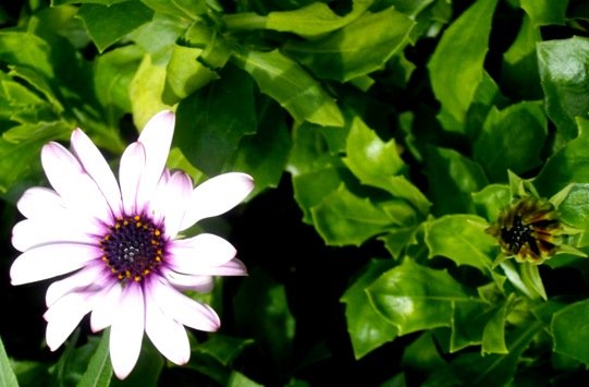 Dimorphotheca ecklonis