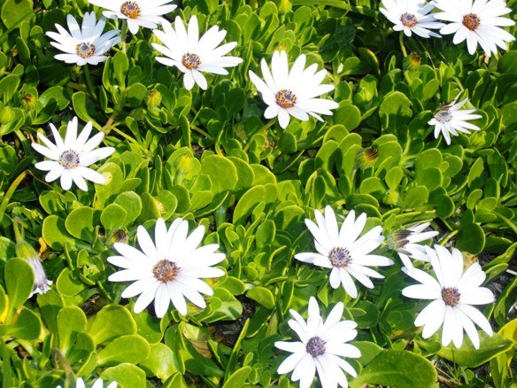 Dimorphotheca fruticosa