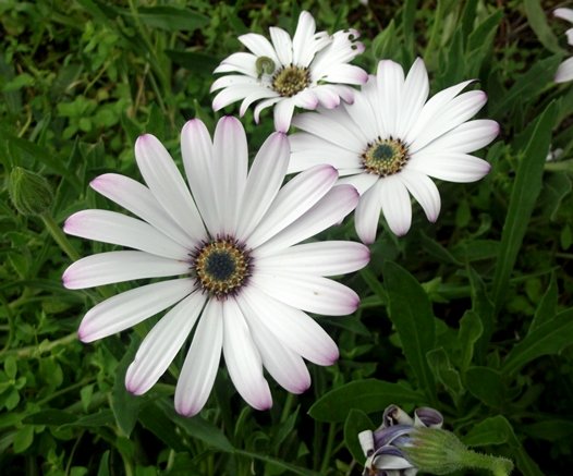 Dimorphotheca jucunda flowering over massed leaves