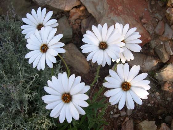 Dimorphotheca nudicaulis