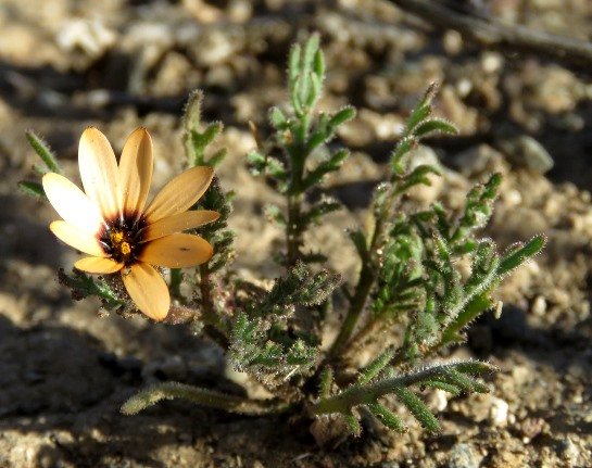 Dimorphotheca pinnata
