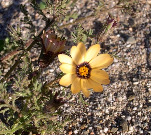 Dimorphotheca pinnata flowerhead