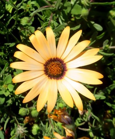 Dimorphotheca sinuata flowerhead