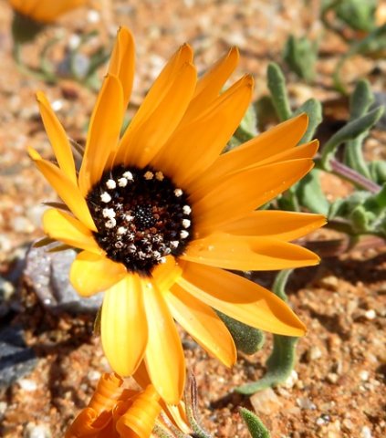 Dimorphotheca sinuata flowerhead