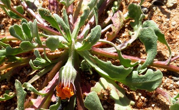 Dimorphotheca sinuata plant base
