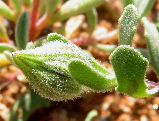 Dimorphotheca sinuata green bud