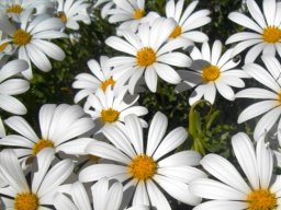 Dimorphotheca cuneata daisies