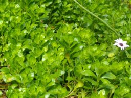 Dimorphotheca ecklonis forming a mat