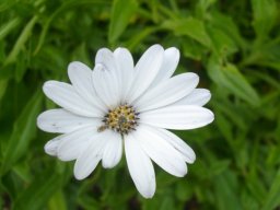 Dimorphotheca jucunda