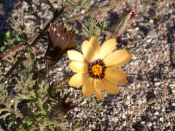 Dimorphotheca pinnata flowerhead