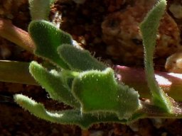 Dimorphotheca sinuata leaves
