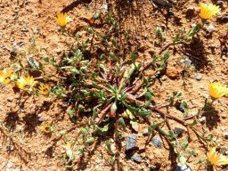 Dimorphotheca sinuata sprawling and dry